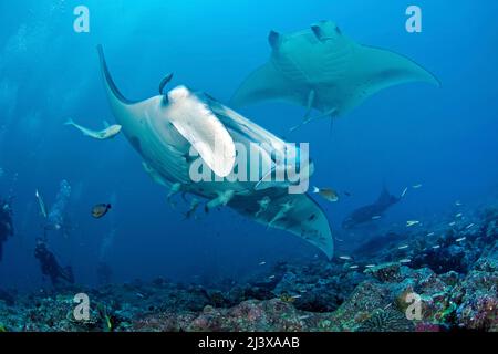 Plongée sous-marine avec manta ray océanique géant ou manta ray géant (Manta birostris), remoras (Echeneis nucrates), Ari Atoll, Maldives, Océan Indien, Asie Banque D'Images