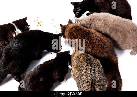 sept chats de différentes couleurs mangent de la nourriture sèche du sol, nourriture, déjeuner, sur un fond blanc, image isolée, beaux chats domestiques, animaux de compagnie, Banque D'Images