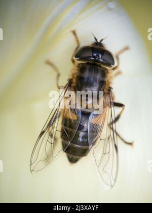 Gros plan de la mouche à tête conique, Eristalis pertinax , en fleur de printemps. ROYAUME-UNI. Banque D'Images