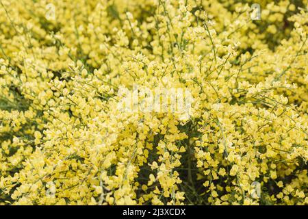 Branches fleuris de balai de scotch ou d'arbuste de cytisus praecox dans le parc.Fond de printemps avec plantes à fleurs jaunes.Gros plan, mise au point sélective Banque D'Images