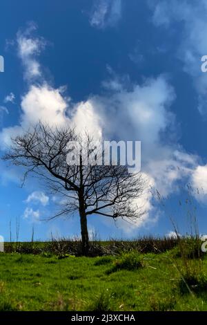 Un arbre sans feuilles se distingue du ciel bleu et de l'herbe verte d'un paysage rural. Banque D'Images