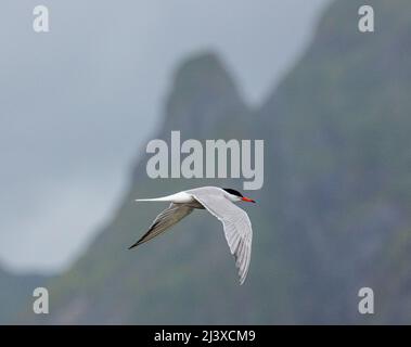 Sterne arctique Sterna paradisaea l'oiseau le plus voyagé sur Terre volant le long de la côte des îles Lofoten dans le cercle arctique de la Norvège Banque D'Images