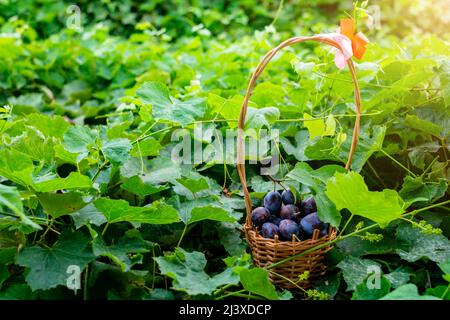 Un panier en bois rempli de prunes se trouve au milieu du feuillage vert Banque D'Images