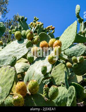 Opuntia cactus ou Pear de Prickly avec de nouvelles pousses comestibles - Alonissos Grèce Banque D'Images