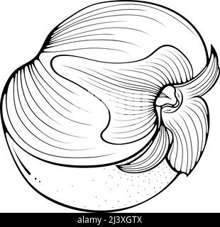 Demi-ligne d'art persimmon Illustration de Vecteur