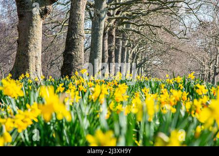 Une ligne d'arbres et une foule de jonquilles dorées dans le parc St James Banque D'Images