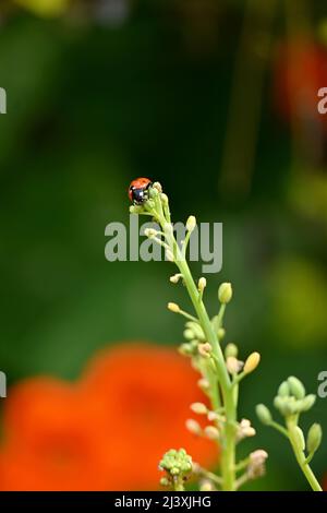 gros plan l'insecte rouge noir de petit insecte tient et s'assoit sur la plante de fleur de nasturtium dans la ferme foyer doux fond vert naturel. Banque D'Images