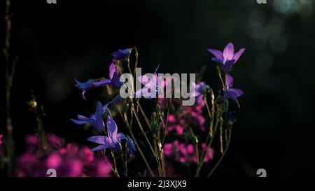 Fleur pourpre bluebell fleurit sur un fond de feuillage vert bokeh. Créatif. Gros plan sur les fleurs violettes qui se balancent en été Banque D'Images