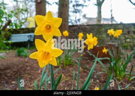 Des fleurs de jonquille jaune fleurissent au printemps au Royaume-Uni Banque D'Images