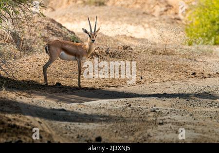 Un cerf de Chinkara dans la jungle Banque D'Images