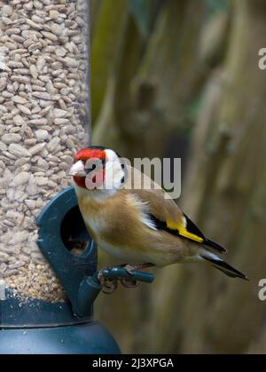 Goldfinch mâle européen à Birdfler Eating Sunflower Hearts Banque D'Images