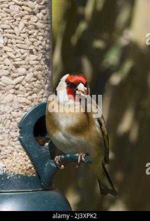 Goldfinch mâle européen à Birdfler Eating Sunflower Hearts Banque D'Images