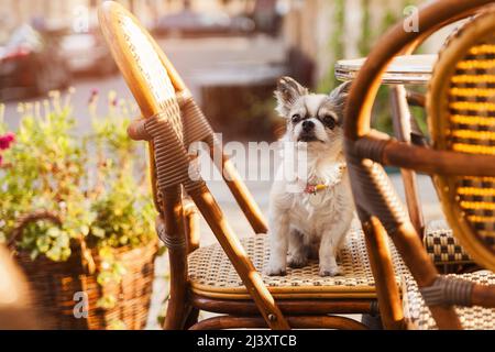 Mignon petit chien chihuahua dans un café extérieur avec chaises et plantes vertes et fleurs dans des pots dans la vieille ville du centre-ville. Effet lumineux solaire le matin de l'été. P Banque D'Images