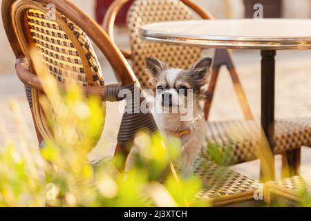 Mignon chihuahua jeune chien dans un café extérieur avec des chaises et des plantes vertes dans des pots dans la vieille ville du centre-ville. Effet lumineux solaire le matin de l'été. Animaux acceptés Banque D'Images