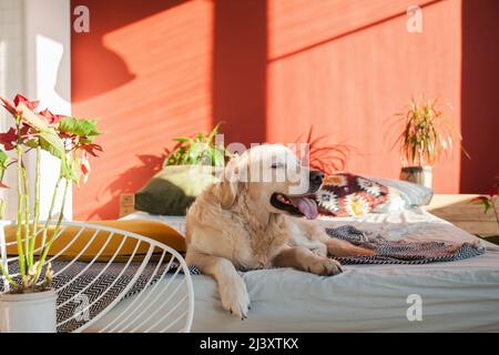 Joyeux chien Golden Retriever souriant dans des murs rouge lumineux et ensoleillé élégante chambre avec chaise, plantes, lit king-size, oreillers authentiques et géométrique Banque D'Images