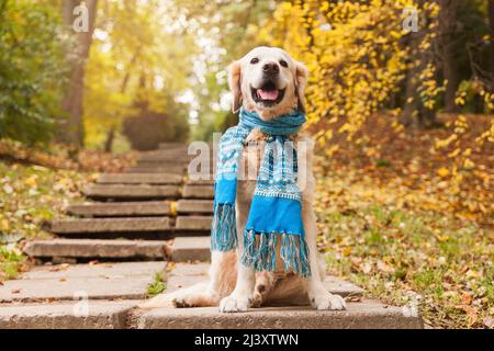 Adorable jeune chien Golden retriever chiot portant une écharpe bleue assis sur des escaliers en béton près des feuilles jaunes tombées. Automne dans le parc. Horizontal, copie sp Banque D'Images