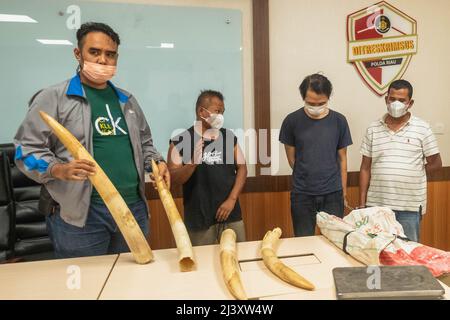 Pekanbaru, province de Riau, Indonésie. 11th avril 2022. Une enquête criminelle spéciale de la police indonésienne montre les défenses d'ivoire d'un éléphant de Sumatran sauvage avec quatre suspects dans un poste de police de Pekanbaru, province de Riau, Indonésie. (Credit image: © Afrianto Silalahi/ZUMA Press Wire) Banque D'Images