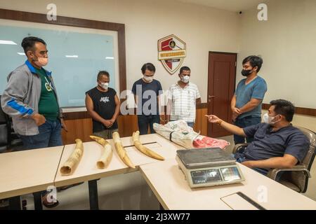 Pekanbaru, province de Riau, Indonésie. 11th avril 2022. Une enquête criminelle spéciale de la police indonésienne montre les défenses d'ivoire d'un éléphant de Sumatran sauvage avec quatre suspects dans un poste de police de Pekanbaru, province de Riau, Indonésie. (Credit image: © Afrianto Silalahi/ZUMA Press Wire) Banque D'Images