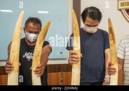 Pekanbaru, province de Riau, Indonésie. 11th avril 2022. Une enquête criminelle spéciale de la police indonésienne montre les défenses d'ivoire d'un éléphant de Sumatran sauvage avec quatre suspects dans un poste de police de Pekanbaru, province de Riau, Indonésie. (Credit image: © Afrianto Silalahi/ZUMA Press Wire) Banque D'Images