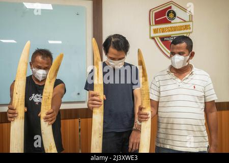 Pekanbaru, province de Riau, Indonésie. 11th avril 2022. Une enquête criminelle spéciale de la police indonésienne montre les défenses d'ivoire d'un éléphant de Sumatran sauvage avec quatre suspects dans un poste de police de Pekanbaru, province de Riau, Indonésie. (Credit image: © Afrianto Silalahi/ZUMA Press Wire) Banque D'Images