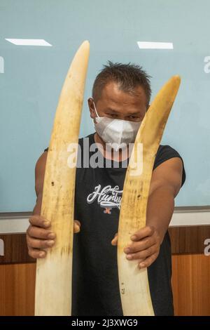 Pekanbaru, province de Riau, Indonésie. 11th avril 2022. Une enquête criminelle spéciale de la police indonésienne montre les défenses d'ivoire d'un éléphant de Sumatran sauvage avec quatre suspects dans un poste de police de Pekanbaru, province de Riau, Indonésie. (Credit image: © Afrianto Silalahi/ZUMA Press Wire) Banque D'Images