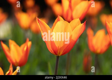 Gros plan de tulipe / Tulipa Ballerina fleurit dans un jardin de printemps anglais, Angleterre, Royaume-Uni. Avril Banque D'Images