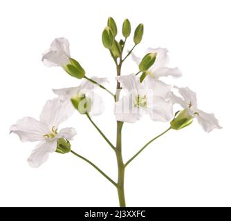 Fleurs de Coralroot pinnées isolées sur fond blanc Banque D'Images