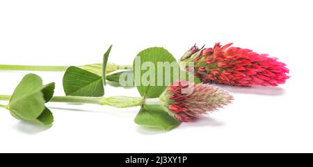 Fleurs de trèfle cramoisi isolées sur fond blanc Banque D'Images