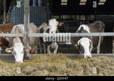 Un troupeau de vaches laitières biologiques dans une ferme du Wiltshire. Anna Watson/Alamy Banque D'Images