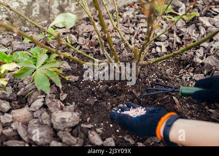 Jardinier fertilisant le rosier dans le jardin de printemps. Engrais minéral granulé. Le sol se desserre avec la fourche autour de l'arbuste. Plantes saines Banque D'Images