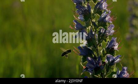 Gros plan d'une guêpe qui vole près de la fleur sur fond de ciel lumineux au coucher du soleil. Créatif. Insecte volant par la plante de champ. Banque D'Images