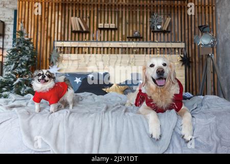 Golden Retriever et chihuahua chiens portant des chandails chauds rouges dans une chambre de style scandinave avec arbre de Noël, lumières, oreillers décoratifs. Les animaux de compagnie frie Banque D'Images