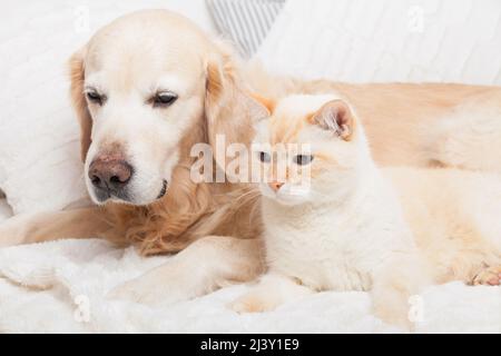 Jeune chien Golden Retriever et joli chat rouge de race mixte sur un confortable écossais. Les animaux se réchauffent sur une couverture blanche par temps froid en hiver. Amitié de p Banque D'Images