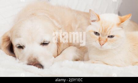 Jeune chien Golden Retriever et joli chat rouge de race mixte sur un confortable écossais. Les animaux se réchauffent sur une couverture blanche par temps froid en hiver. Amitié de p Banque D'Images