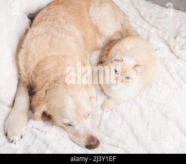 Jeune chien Golden Retriever et joli chat rouge de race mixte sur un confortable écossais. Les animaux se réchauffent sur une couverture blanche par temps froid en hiver. Amitié de p Banque D'Images