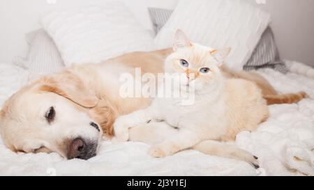 Jeune chien Golden Retriever et joli chat rouge de race mixte sur un confortable écossais. Les animaux se réchauffent sur une couverture blanche par temps froid en hiver. Amitié de p Banque D'Images