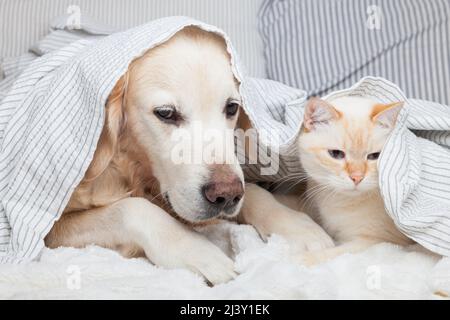 Jeune chien Golden Retriever et joli chat rouge de race mixte sur un confortable écossais. Les animaux se réchauffent sur une couverture blanche par temps froid en hiver. Amitié de p Banque D'Images