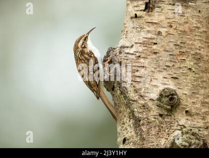 Gros plan d'un Treecreeper au printemps. Nom scientifique: Certhia familiaris, fourrager sur un bouleau argenté. Vers la droite. Nettoyer l'arrière-plan avec c Banque D'Images