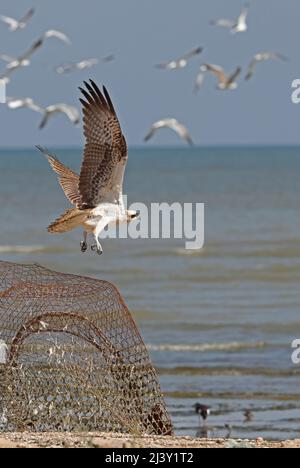 Osprey (Pandion haliaetus haliatus) immature décollage de la pêche en mer d'Oman Décembre Banque D'Images