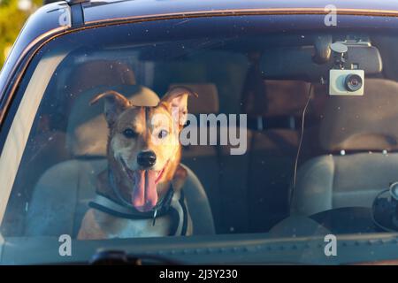 Joli chien heureux de race mixte au gingembre en voiture protégé par la ceinture de sécurité. Animaux de compagnie vacances d'été, voyage et de soins concept. Copier l'arrière-plan de l'espace. Banque D'Images
