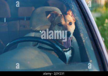 Joli chien heureux de race mixte au gingembre en voiture protégé par la ceinture de sécurité. Animaux de compagnie vacances d'été, voyage et de soins concept. Copier l'arrière-plan de l'espace. Banque D'Images