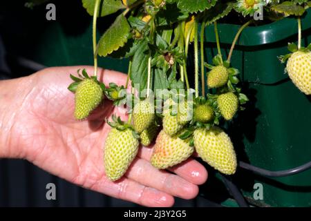 Main de jardinier montrant belle condition de la plante de fraise en croissance avec beaucoup de fruits au début. Jardinage à la maison Banque D'Images