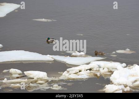 Oiseau, canard commun ou canard sauvage. Les oiseaux nagent sur la rivière pendant la dérive printanière de la glace. Banque D'Images