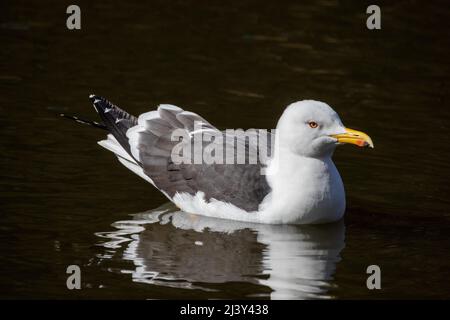 Un goéland flottant sur l'eau au printemps Banque D'Images