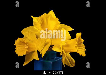 Narcissus ou daffodil de couleur jaune sur fond noir. C'est un genre de plantes vivaces à fleurs printanières de la famille Amaryllis, Amaryllid Banque D'Images