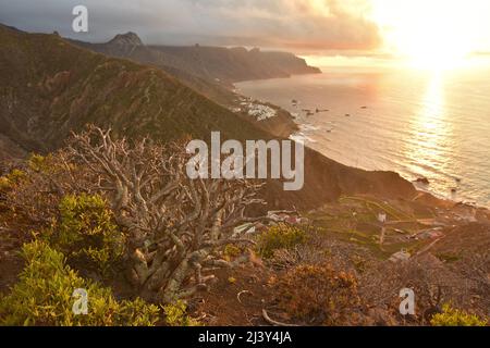 Plantes succulentes poussant dans le sol volcanique aride des montagnes d'Anaga, côte Atlantique Tenerife Iles Canaries Espagne. Banque D'Images