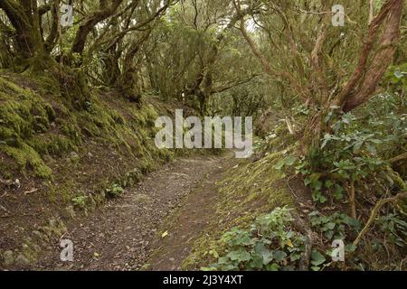 Sentier de randonnée à travers la forêt de Laurier dans le parc rural d'Anaga, au nord-est de Ténérife îles Canaries Espagne. Banque D'Images