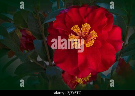 Gros plan de belle Camelia rouge ou Camellia avec des étamines jaunes. (Camellia Japonica 'Bob Hope') Banque D'Images