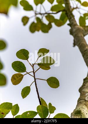 Bottom-Up photo d'une branche avec des feuilles en foyer sur un arbre en arrière-plan Banque D'Images