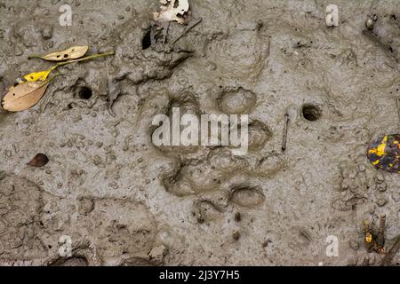 Pugmark du tigre du Bengale royal adulte sur le sol boueux des Sundarbans du Bangladesh Banque D'Images